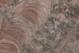 Polished Stromatolite (Acaciella) from Australia - MYA #208199-1
